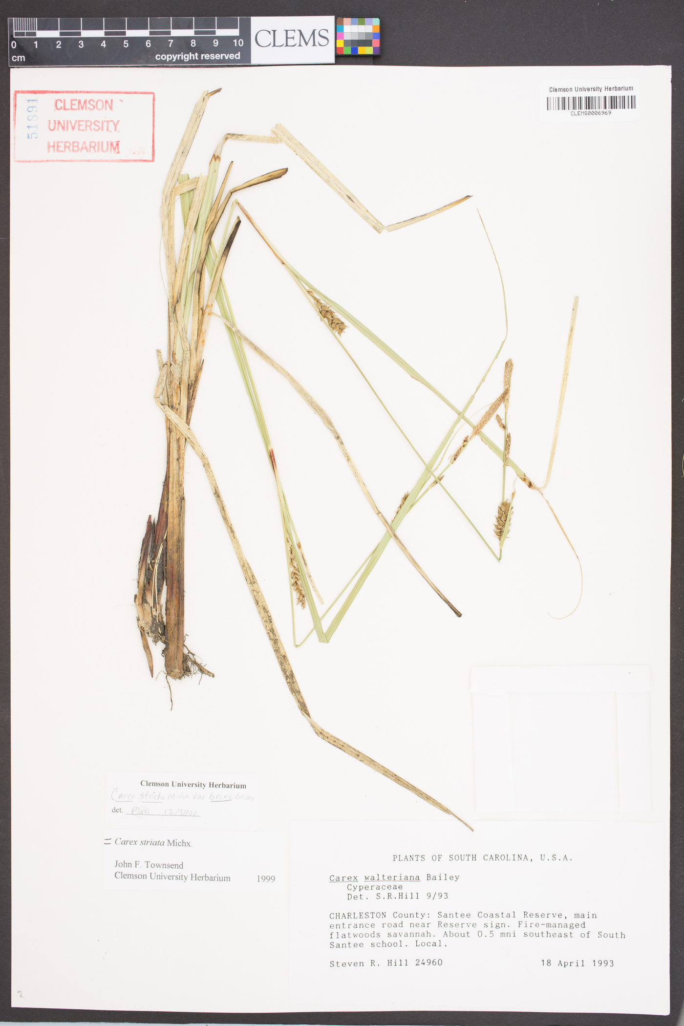 Carex striata var. brevis image