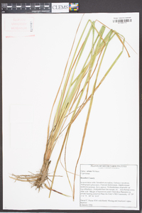 Carex striata image