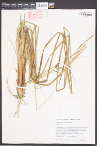 Carex striata image