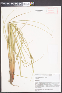 Carex striata image