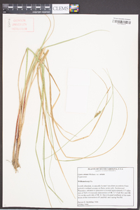 Carex striata image