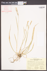 Carex striatula image