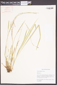 Carex striatula image