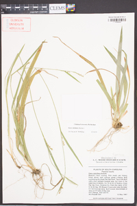 Carex striatula image