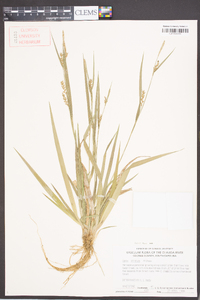 Carex striatula image