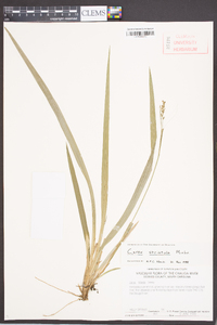 Carex striatula image