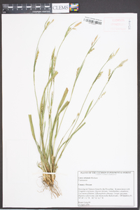 Carex striatula image