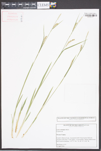 Carex striatula image