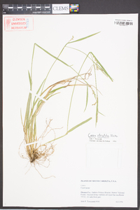 Carex striatula image