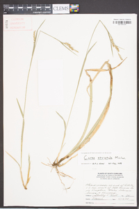 Carex striatula image