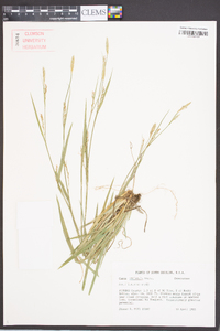 Carex striatula image