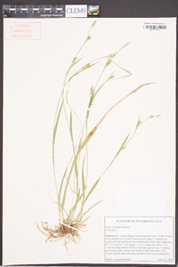 Carex striatula image