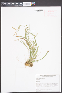 Carex striatula image