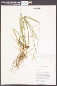 Carex striatula image