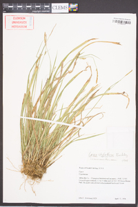 Carex styloflexa image