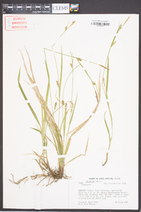 Carex styloflexa image