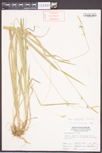 Carex styloflexa image