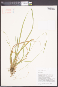 Carex styloflexa image