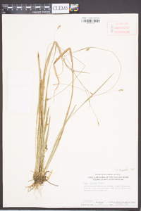 Carex styloflexa image