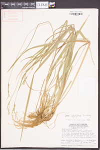 Carex styloflexa image