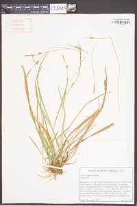 Carex styloflexa image