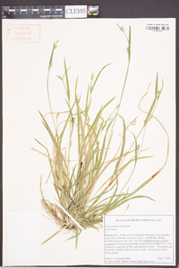 Carex styloflexa image