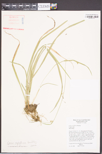 Carex styloflexa image