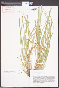 Carex superata image