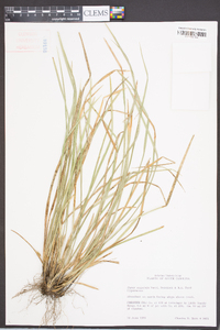 Carex superata image