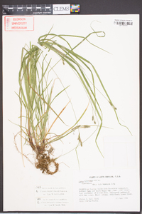 Carex swanii image