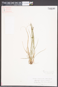 Carex swanii image