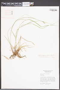 Carex swanii image