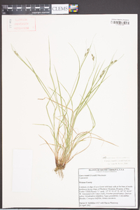 Carex swanii image