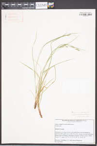 Carex swanii image