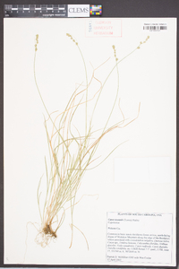 Carex texensis image