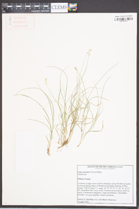 Carex texensis image