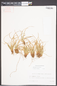 Carex tonsa image