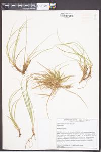 Carex tonsa image