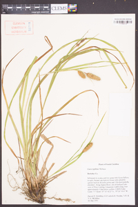 Carex typhina image