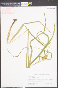 Carex typhina image