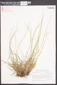 Carex umbellata image