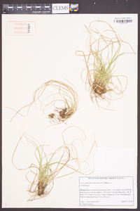 Carex umbellata image