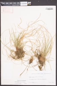 Carex umbellata image