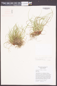 Carex umbellata image