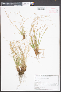 Carex umbellata image