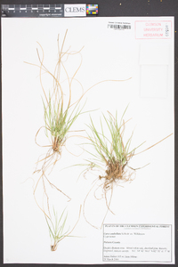 Carex umbellata image