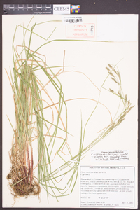 Carex virescens image