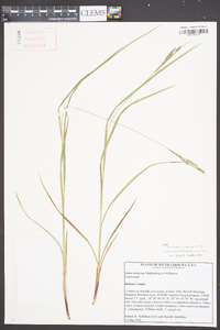 Carex virescens image