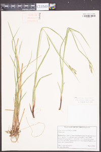 Carex virescens image