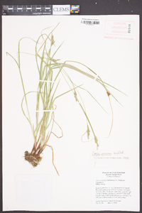 Carex virescens image